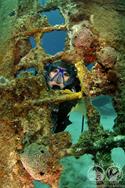 Turks & Caicos - Luxury Aggressor Liveaboard. Scuba diving holiday.